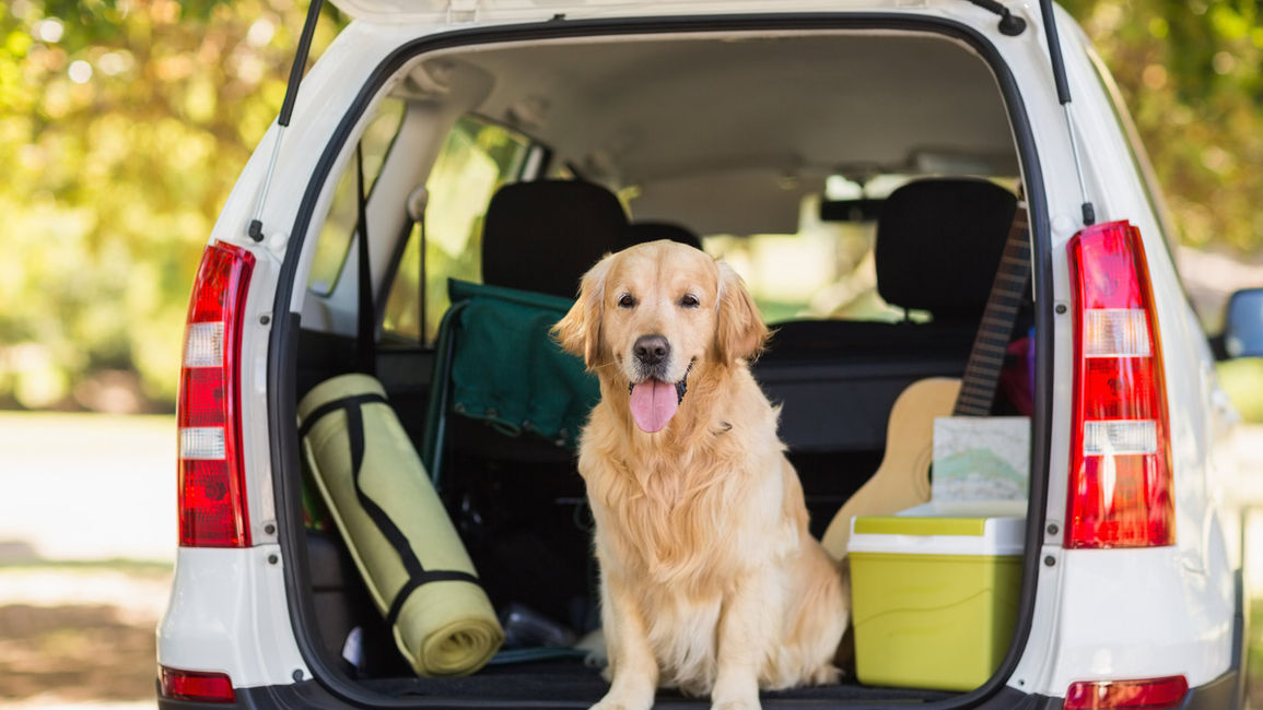 Travelling with Pets: Top Tips from Our Regina Hotel